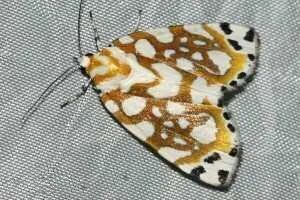 【动物界全系列】夜蛾科—丽夜蛾亚科